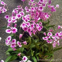[Cây giống] Lan Dendro mini hàng cây giống nhiều thân cực đẹp - giống lan siêng hoa, dễ chăm 7