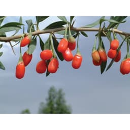 Gói 10 hạt giống Câu Kỷ Tử GojiBerry 4