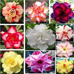 Gói 10 hạt giống hoa sứ Thái kép mix đủ 10 màu 1