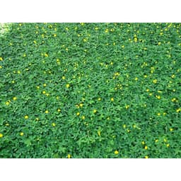 Gói 1kg hạt giống cỏ lạc dại (đậu phộng) 5