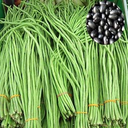 Gói 20gr hạt giống đậu đũa hạt đen dạng leo - thegioiraumam 1