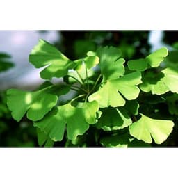Gói 2 hạt giống Bạch quả ginkgo 4