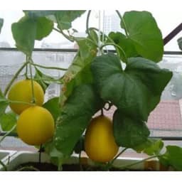 Gói 0.2GR hạt giống Dưa Lê F1 Kim Hoàng Hậu 2