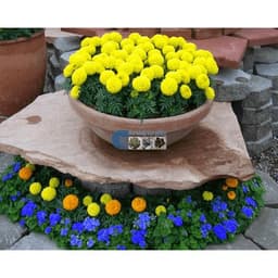 Hạt Giống Hoa Vạn Thọ Mỹ 5