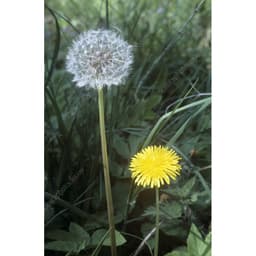 Gói 100 hạt giống cây bồ công anh Thấp (Dandelion) -  Taraxacum officimale Bigg 4