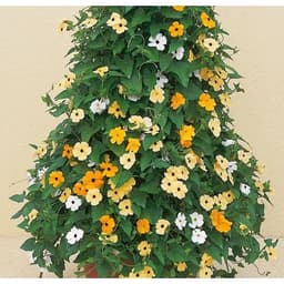 Gói 0.5GR hạt giống hoa Ánh Dương Nhiều Màu (dây leo) 4