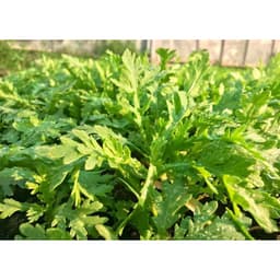 Gói 20g hạt giống tần ô Garland 3