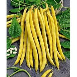 Gói 20GR hạt giống Đậu Cove Vàng Dạng Bụi (Hạt trắng) 3