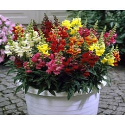 Gói 100 hạt giống hoa mõm sói nhiều màu 2