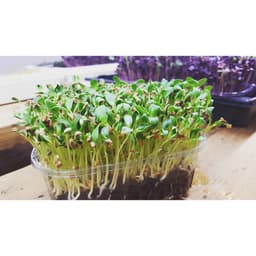 Gói 1kg Hạt giống mầm thảo dược Methi - Thế Giới Rau Mầm Shop 4