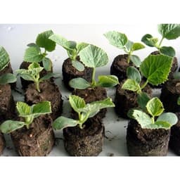 Hộp 50 viên nén mùn dừa loại 1 chứa dưỡng chất vi sinh, chuyên dùng ươm hạt, lấy ngó dâu tây -Thế Giới Rau Mầm 1