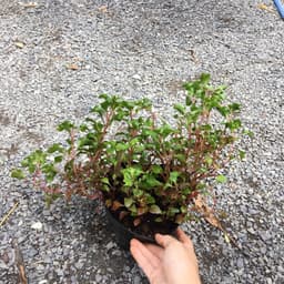 Chậu cây giống rau dền Nhật - cải Xoong Nhât- giống rau bổ dưỡng cực dễ trồng 2