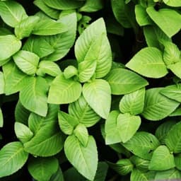 Chậu cây rau Quế Vị Xá Xị Limnophila rugosa 3