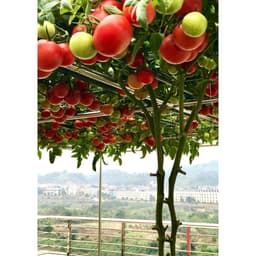 Gói 20 hạt giống Cà chua bạch tuộc leo giàn quả to 700-900gr/trái - 85 ngày bắt đầu thu hoạch 1
