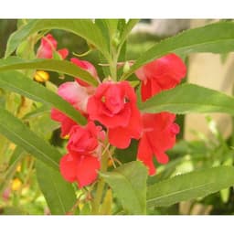 Hạt Giống Hoa Móng Tay Nhiều Màu 1