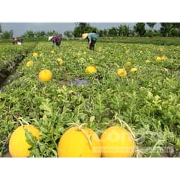 Gói 10 hạt giống dưa lê hồng kim 2
