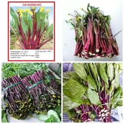 Gói 5gr hạt giống rau cải ngồng đỏ (tím) 1