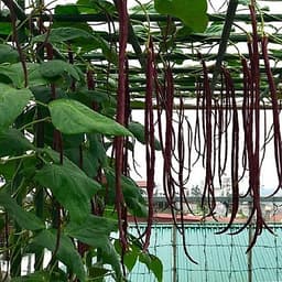 Gói 10GR hạt giống Đậu Đũa Tím Cao Sản (Da Tím) 3