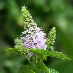 Gói 100 hạt giống Bạc Hà Mint Spearmint 1