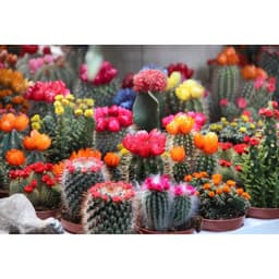 Gói 20 hạt giống Xương Rồng 1