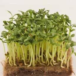 Gói 1kg Hạt giống mầm thảo dược Methi - Thế Giới Rau Mầm Shop 5