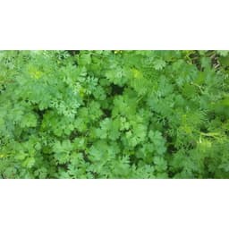 Gói 20g hạt giống ngò Bạc Liêu 4