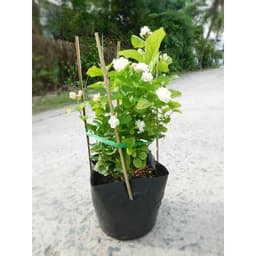 Cây hoa lài ta, cho hoa thơm trang trí sân vườn - Arabian Jasmine 4