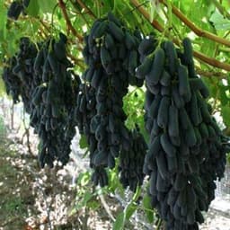 Cây giống NHO NGÓN TAY đen trái ngọt không hạt - giống chuẩn 1