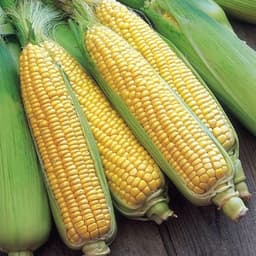 Gói 20g hạt giống bắp mĩ F1 1