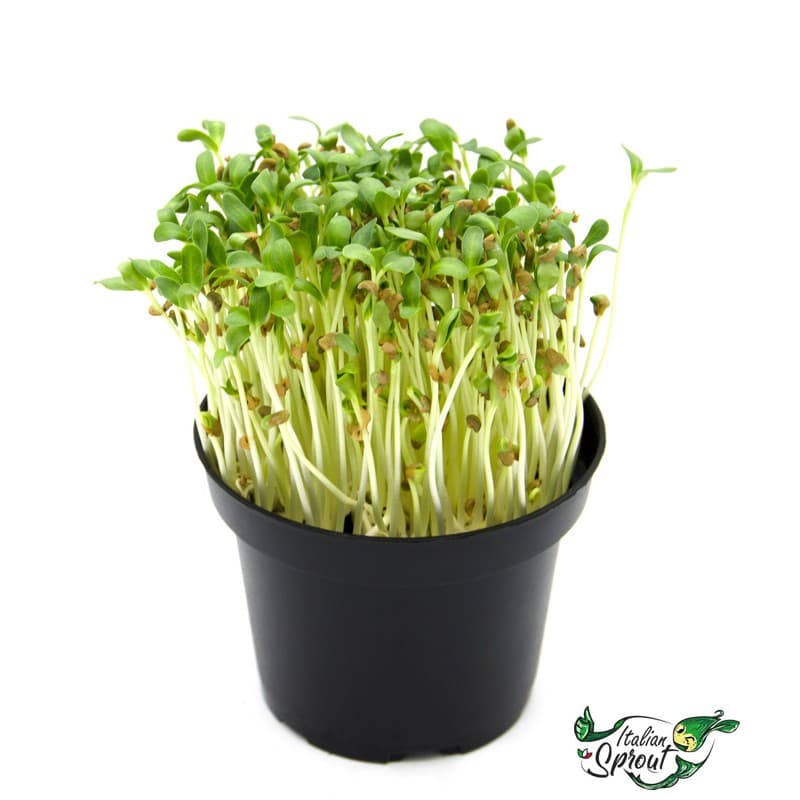 Gói 1kg Hạt giống mầm thảo dược Methi - Thế Giới Rau Mầm Shop