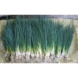 Gói 1g hạt giống hành lá gốc trắng 1