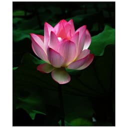 Gói 10 hạt giống sen ta - Sen Hồng Việt Nam - Vietnamese Lotus 2