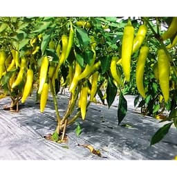 Gói 0.1g hạt giống ớt lai F1 sừng vàng Châu Phi 3