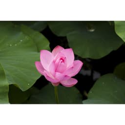 Gói 10 hạt giống sen ta - Sen Hồng Việt Nam - Vietnamese Lotus 1