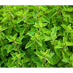 Gói 100 hạt giống Marjoram Kinh Giới Ngọt 3