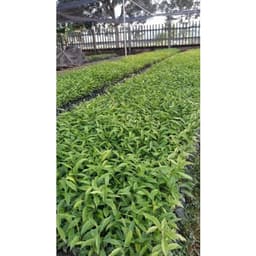 CÂY GIỐNG GIÓ BẦU , TRẦM HƯƠNG [mua10 cây tặng 1 cây] 3