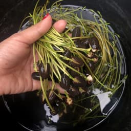 [Đã cắt đầu] Gói 5 Hạt Giống Hoa Sen Mini Nhật Mix 5 màu khác nhau - kèm dung dịch thuỷ canh, tỷ lệ nảy mầm cao 6