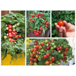 Gói 0.1g cà chua bi đỏ lùn trồng chậu 5