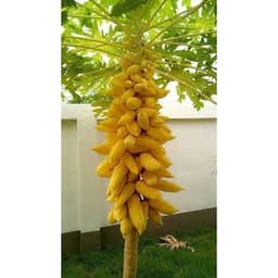 Gói 5 hạt giống đu đủ vỏ vàng F1 Thái Lan 5