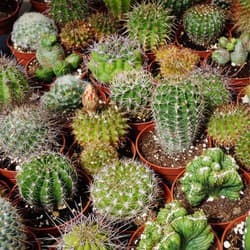 Gói 20 hạt giống Xương Rồng 2