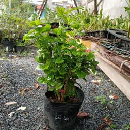 Cây hoa lài ta, cho hoa thơm trang trí sân vườn - Arabian Jasmine 2