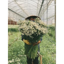 Gói 50 hạt giống hoa Cúc Tana Cỏ Thơm Feverfew 2