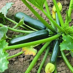 Hạt giống bí ngòi xanh năng suất cao 1