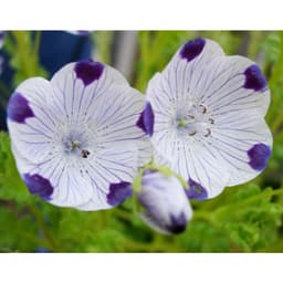 Gói 10 hạt giống hoa tình yêu Fivespot 3