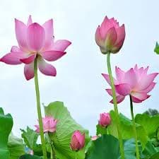 Gói 10 hạt giống sen ta - Sen Hồng Việt Nam - Vietnamese Lotus 6