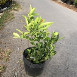 Cây Siro giống siêu trái - size 30-40cm 3
