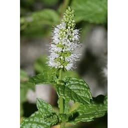 Gói 100 hạt giống Bạc Hà Mint Spearmint 2