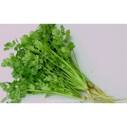 Gói 20g hạt giống ngò Bạc Liêu 3