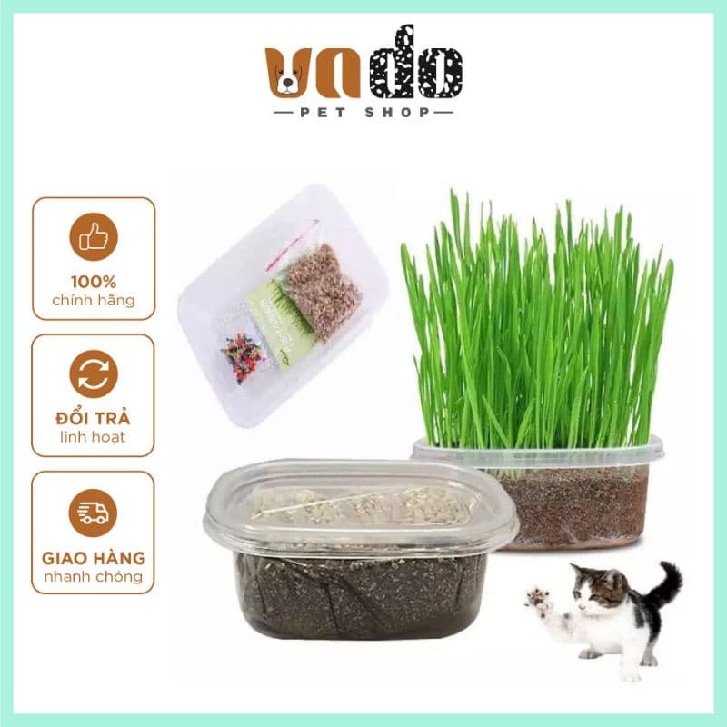 Bộ kit trồng cỏ mèo - cỏ lúa mạch cho mèo