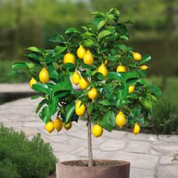 [Hoả tốc HCM] Cây chanh vàng Mỹ thân gỗ trồng chậu trưởng thành dáng tree rất đẹp 1